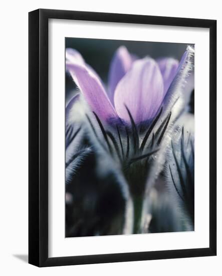 Close-up of Blooming Pasque Flower with Purple Petals-null-Framed Photographic Print