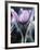 Close-up of Blooming Pasque Flower with Purple Petals-null-Framed Photographic Print