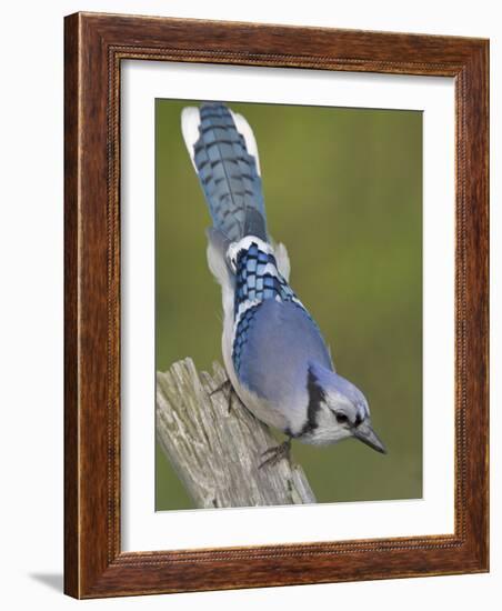 Close-up of Blue Jay on Dead Tree Limb, Rondeau Provincial Park, Ontario, Canada-Arthur Morris-Framed Photographic Print