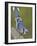 Close-up of Blue Jay on Dead Tree Limb, Rondeau Provincial Park, Ontario, Canada-Arthur Morris-Framed Photographic Print