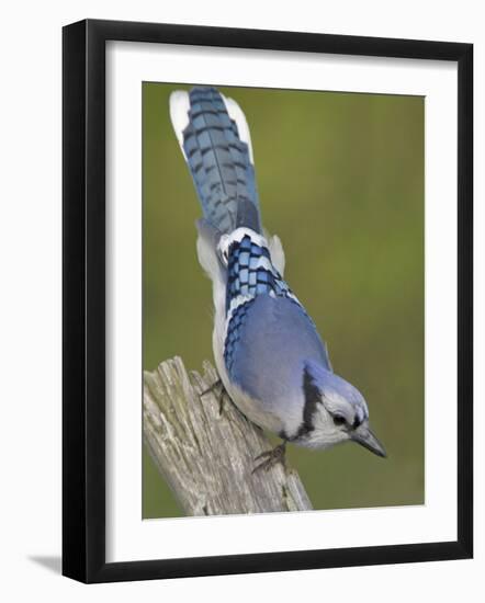 Close-up of Blue Jay on Dead Tree Limb, Rondeau Provincial Park, Ontario, Canada-Arthur Morris-Framed Photographic Print