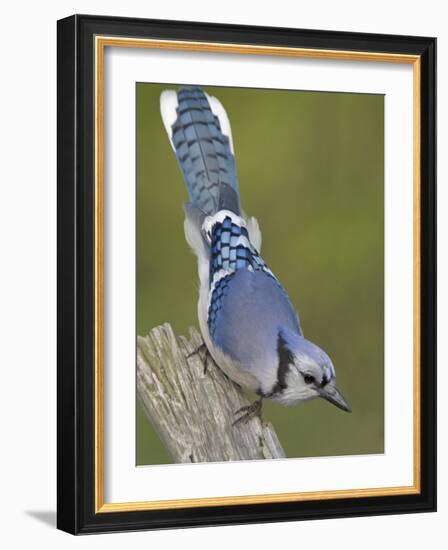 Close-up of Blue Jay on Dead Tree Limb, Rondeau Provincial Park, Ontario, Canada-Arthur Morris-Framed Photographic Print