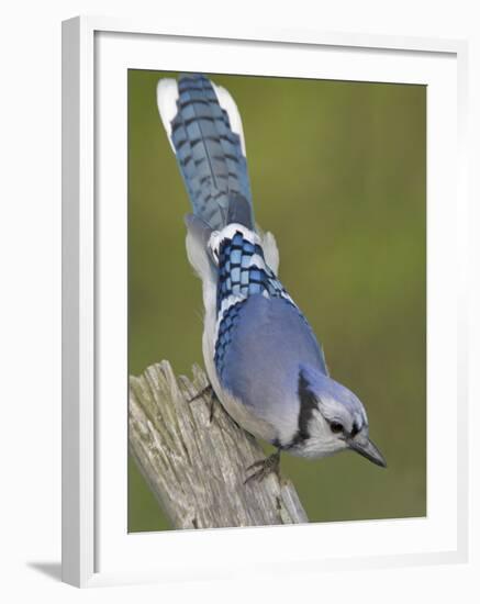 Close-up of Blue Jay on Dead Tree Limb, Rondeau Provincial Park, Ontario, Canada-Arthur Morris-Framed Photographic Print