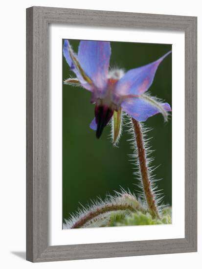 Close Up of Borage-Borago Officinalis-Richard Bryant-Framed Photographic Print