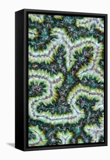 Close up of Brain coral with its feeding tentacles extended-Magnus Lundgren-Framed Premier Image Canvas