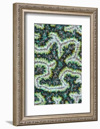 Close up of Brain coral with its feeding tentacles extended-Magnus Lundgren-Framed Photographic Print