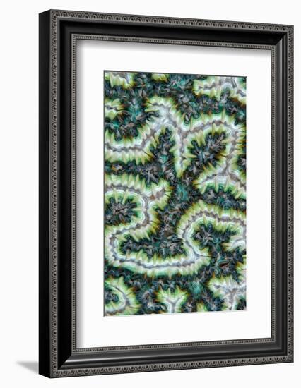 Close up of Brain coral with its feeding tentacles extended-Magnus Lundgren-Framed Photographic Print