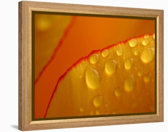 Close-up of Bright Yellow Tulip Petals with Water Droplets-null-Framed Premier Image Canvas