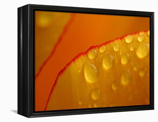 Close-up of Bright Yellow Tulip Petals with Water Droplets-null-Framed Premier Image Canvas