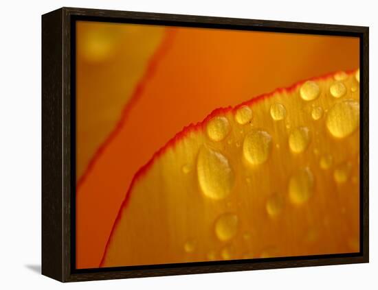 Close-up of Bright Yellow Tulip Petals with Water Droplets-null-Framed Premier Image Canvas