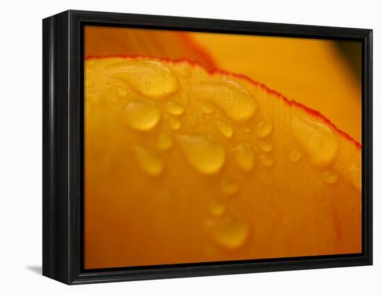 Close-up of Bright Yellow Tulip Petals with Water Droplets-null-Framed Premier Image Canvas