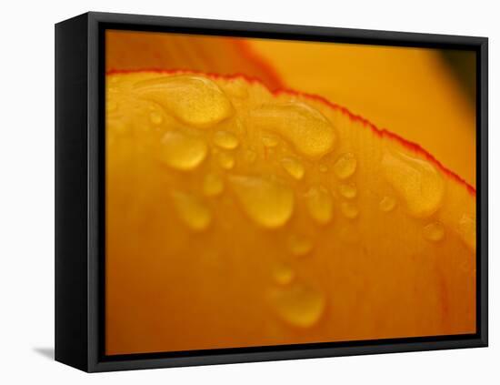 Close-up of Bright Yellow Tulip Petals with Water Droplets-null-Framed Premier Image Canvas