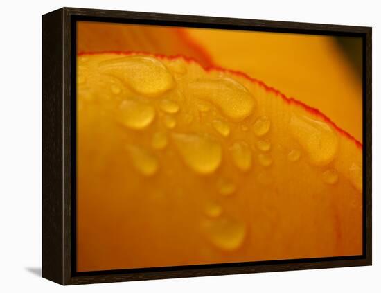 Close-up of Bright Yellow Tulip Petals with Water Droplets-null-Framed Premier Image Canvas