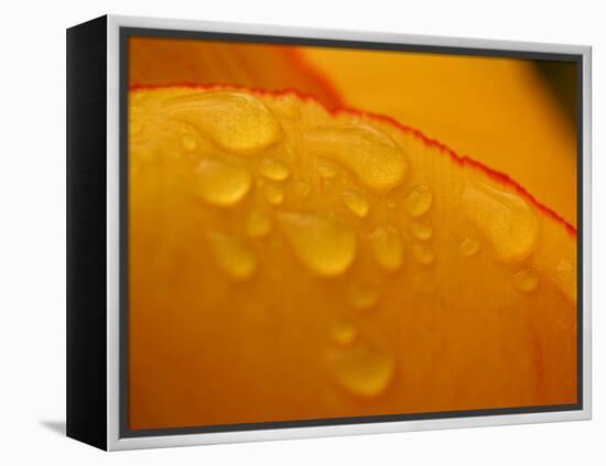 Close-up of Bright Yellow Tulip Petals with Water Droplets-null-Framed Premier Image Canvas