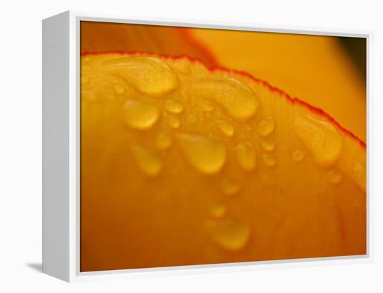 Close-up of Bright Yellow Tulip Petals with Water Droplets-null-Framed Premier Image Canvas