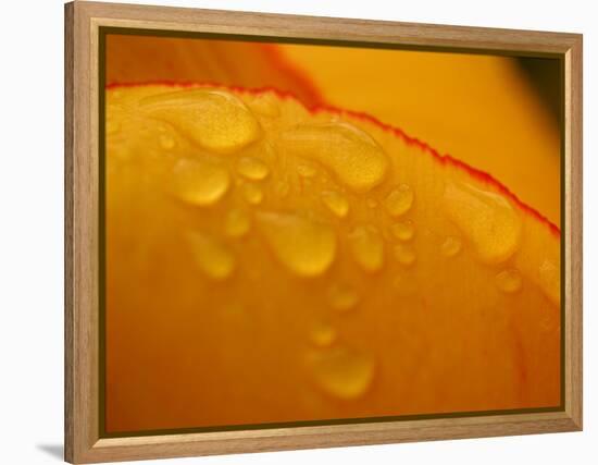 Close-up of Bright Yellow Tulip Petals with Water Droplets-null-Framed Premier Image Canvas