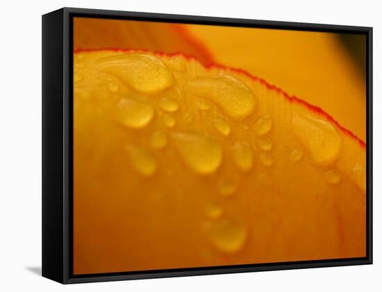 Close-up of Bright Yellow Tulip Petals with Water Droplets-null-Framed Premier Image Canvas