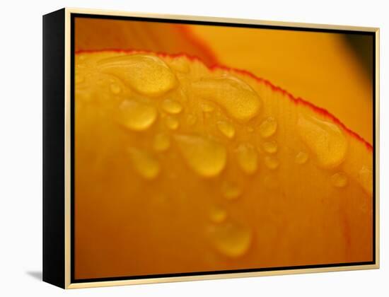 Close-up of Bright Yellow Tulip Petals with Water Droplets-null-Framed Premier Image Canvas