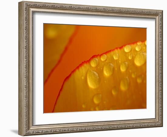 Close-up of Bright Yellow Tulip Petals with Water Droplets-null-Framed Photographic Print