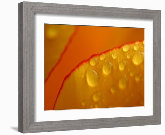 Close-up of Bright Yellow Tulip Petals with Water Droplets-null-Framed Photographic Print