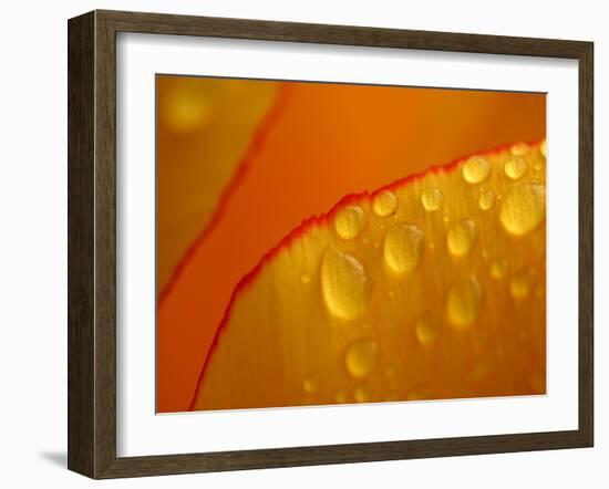 Close-up of Bright Yellow Tulip Petals with Water Droplets-null-Framed Photographic Print