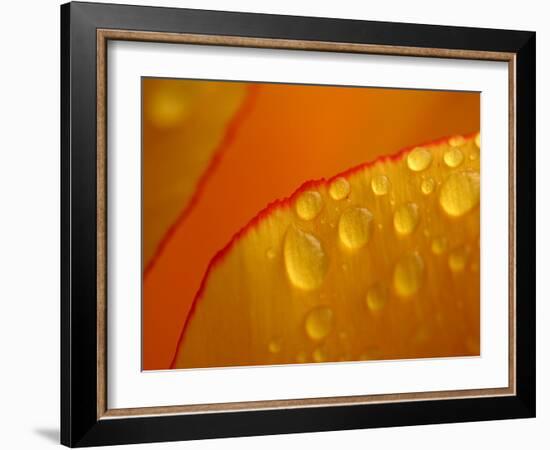 Close-up of Bright Yellow Tulip Petals with Water Droplets-null-Framed Photographic Print