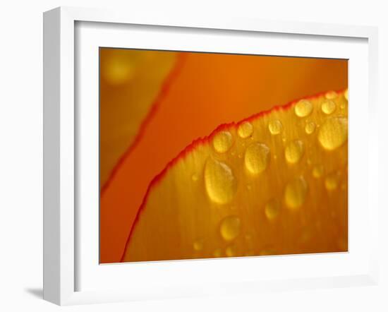 Close-up of Bright Yellow Tulip Petals with Water Droplets-null-Framed Photographic Print