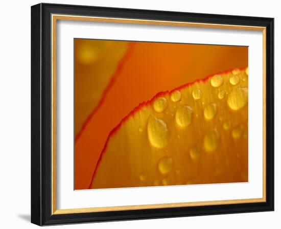 Close-up of Bright Yellow Tulip Petals with Water Droplets-null-Framed Photographic Print