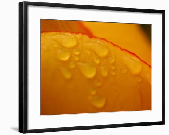 Close-up of Bright Yellow Tulip Petals with Water Droplets-null-Framed Photographic Print