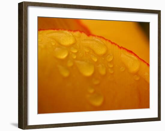 Close-up of Bright Yellow Tulip Petals with Water Droplets-null-Framed Photographic Print