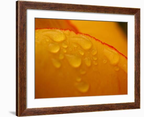 Close-up of Bright Yellow Tulip Petals with Water Droplets-null-Framed Photographic Print