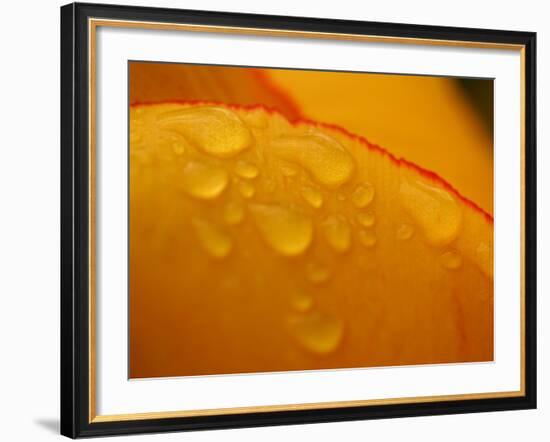 Close-up of Bright Yellow Tulip Petals with Water Droplets-null-Framed Photographic Print