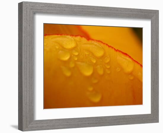 Close-up of Bright Yellow Tulip Petals with Water Droplets-null-Framed Photographic Print