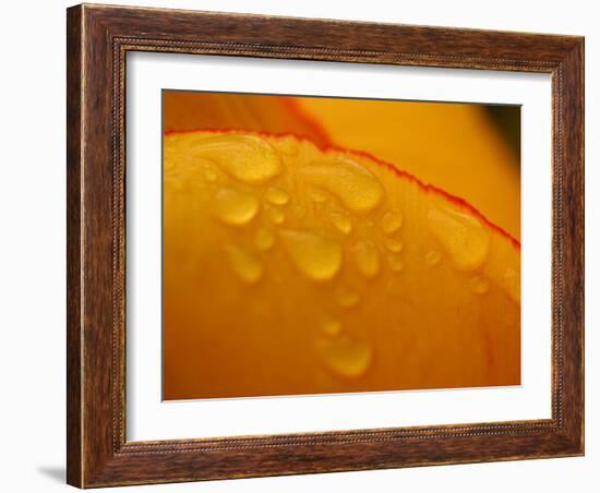 Close-up of Bright Yellow Tulip Petals with Water Droplets-null-Framed Photographic Print