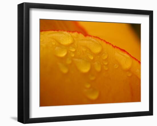 Close-up of Bright Yellow Tulip Petals with Water Droplets-null-Framed Photographic Print