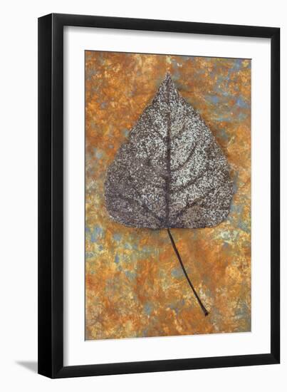 Close Up of Brown and Bleached Autumn or Winter Leaf of Black Poplar or Populus Nigra Tree-Den Reader-Framed Photographic Print