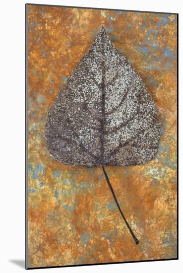Close Up of Brown and Bleached Autumn or Winter Leaf of Black Poplar or Populus Nigra Tree-Den Reader-Mounted Photographic Print