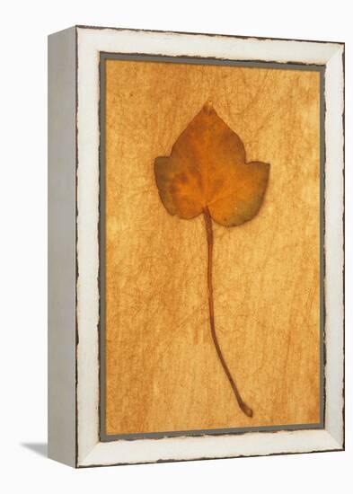 Close Up of Brown Autumn Or Winter Leaf of Ivy Or Hedera Helix Lying On Rough Beige Surface-Den Reader-Framed Premier Image Canvas