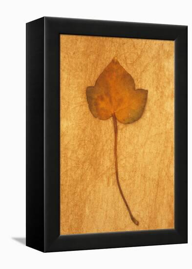 Close Up of Brown Autumn Or Winter Leaf of Ivy Or Hedera Helix Lying On Rough Beige Surface-Den Reader-Framed Premier Image Canvas