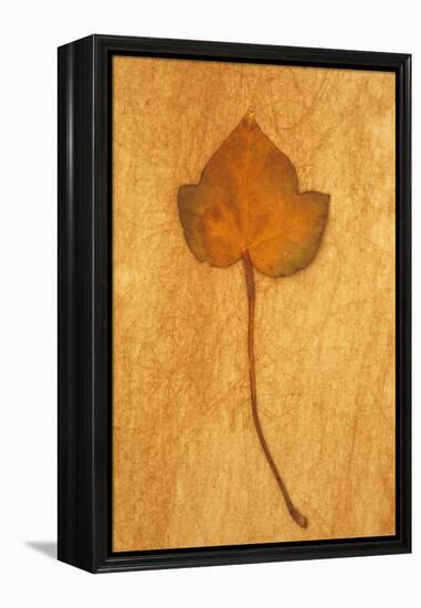 Close Up of Brown Autumn Or Winter Leaf of Ivy Or Hedera Helix Lying On Rough Beige Surface-Den Reader-Framed Premier Image Canvas