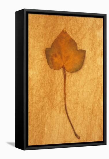 Close Up of Brown Autumn Or Winter Leaf of Ivy Or Hedera Helix Lying On Rough Beige Surface-Den Reader-Framed Premier Image Canvas