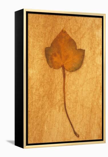 Close Up of Brown Autumn Or Winter Leaf of Ivy Or Hedera Helix Lying On Rough Beige Surface-Den Reader-Framed Premier Image Canvas