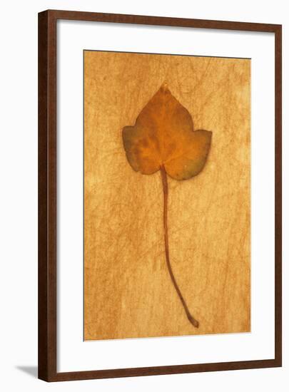 Close Up of Brown Autumn Or Winter Leaf of Ivy Or Hedera Helix Lying On Rough Beige Surface-Den Reader-Framed Photographic Print