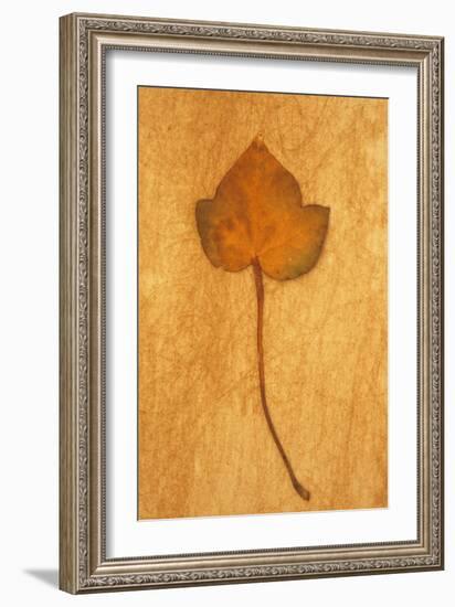 Close Up of Brown Autumn Or Winter Leaf of Ivy Or Hedera Helix Lying On Rough Beige Surface-Den Reader-Framed Photographic Print