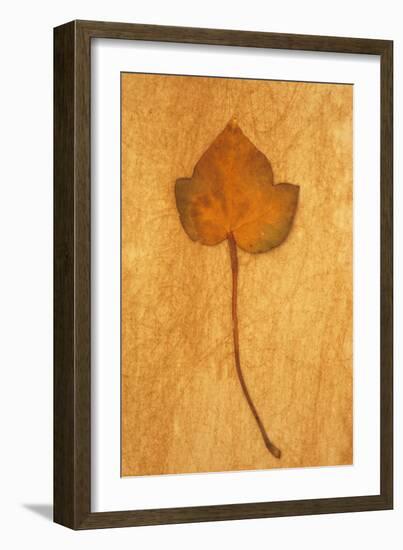 Close Up of Brown Autumn Or Winter Leaf of Ivy Or Hedera Helix Lying On Rough Beige Surface-Den Reader-Framed Photographic Print