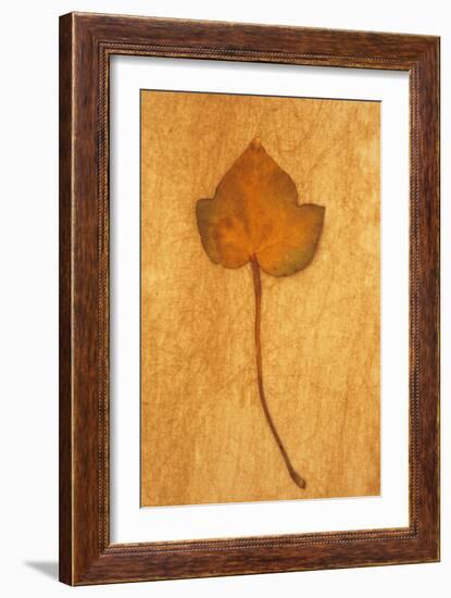 Close Up of Brown Autumn Or Winter Leaf of Ivy Or Hedera Helix Lying On Rough Beige Surface-Den Reader-Framed Photographic Print