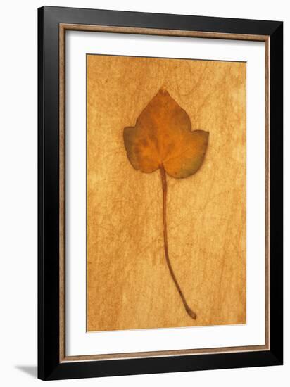 Close Up of Brown Autumn Or Winter Leaf of Ivy Or Hedera Helix Lying On Rough Beige Surface-Den Reader-Framed Photographic Print