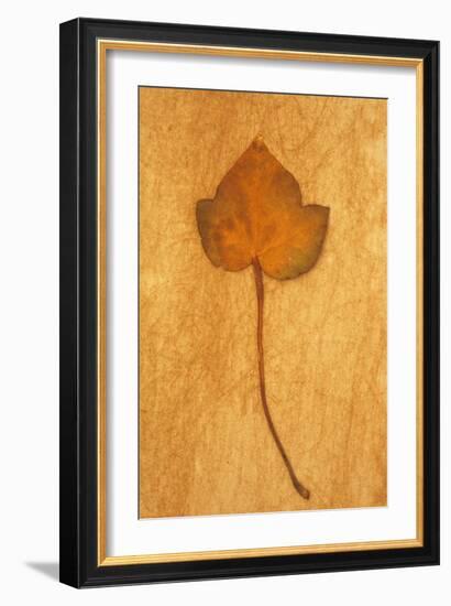 Close Up of Brown Autumn Or Winter Leaf of Ivy Or Hedera Helix Lying On Rough Beige Surface-Den Reader-Framed Photographic Print