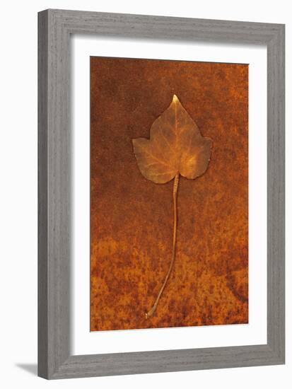 Close Up of Brown Autumn Or Winter Leaf of Ivy Or Hedera Helix Lying On Rusty Metal Sheet-Den Reader-Framed Photographic Print