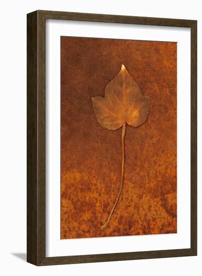 Close Up of Brown Autumn Or Winter Leaf of Ivy Or Hedera Helix Lying On Rusty Metal Sheet-Den Reader-Framed Photographic Print